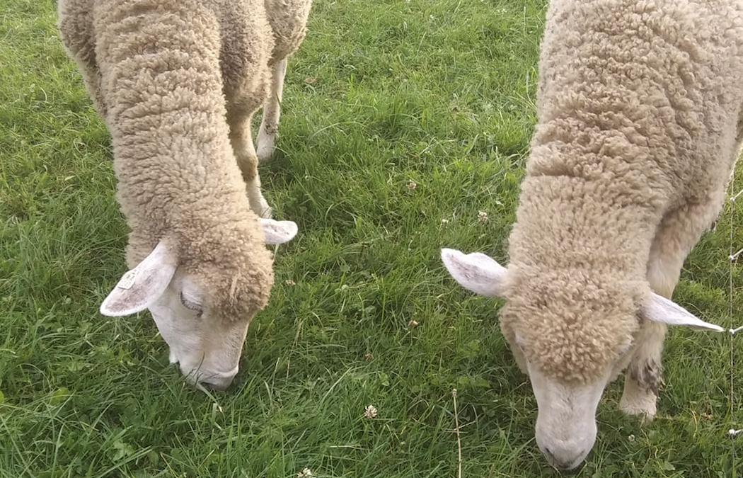 Heavenly Valley Farm